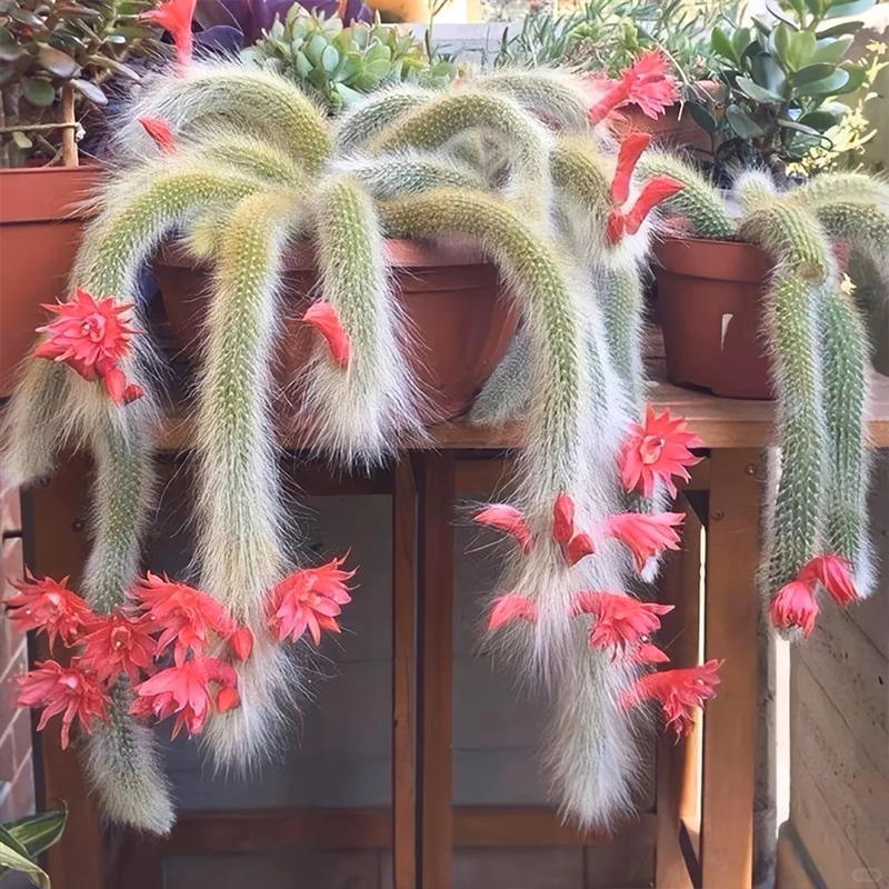 🦊Neunschwänzige Fuchs-Sukkulente🪴Topfpflanzen für den Innenbereich sind einfach zu züchten und zu blühen🌸