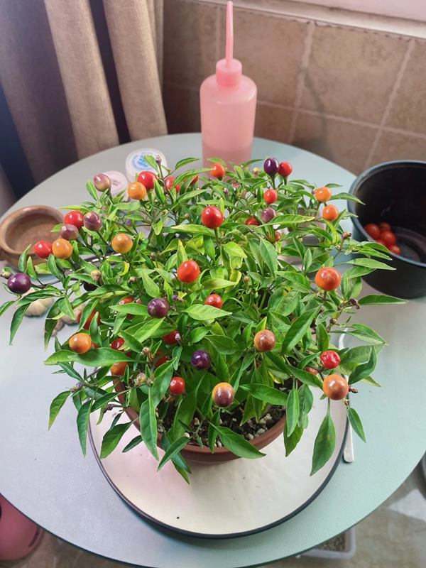 🫑Colorful pepper seeds