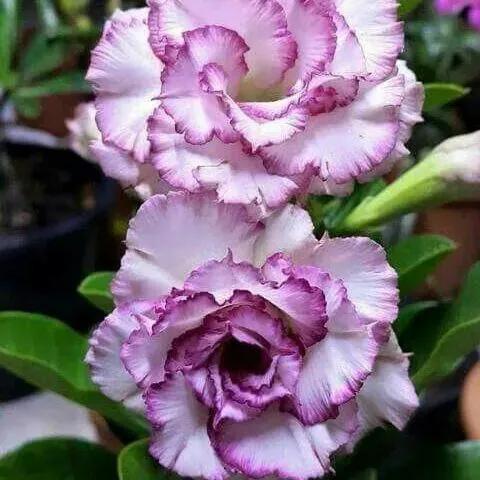 🌵🌹 Dive into Desert Beauty: Desert Rose Seeds for Your Tranquil Haven! 🏜️🌺