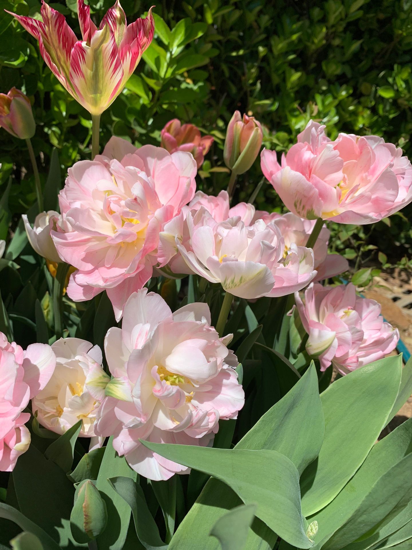 🌷 Strawberry Milkshake Tulip Seeds