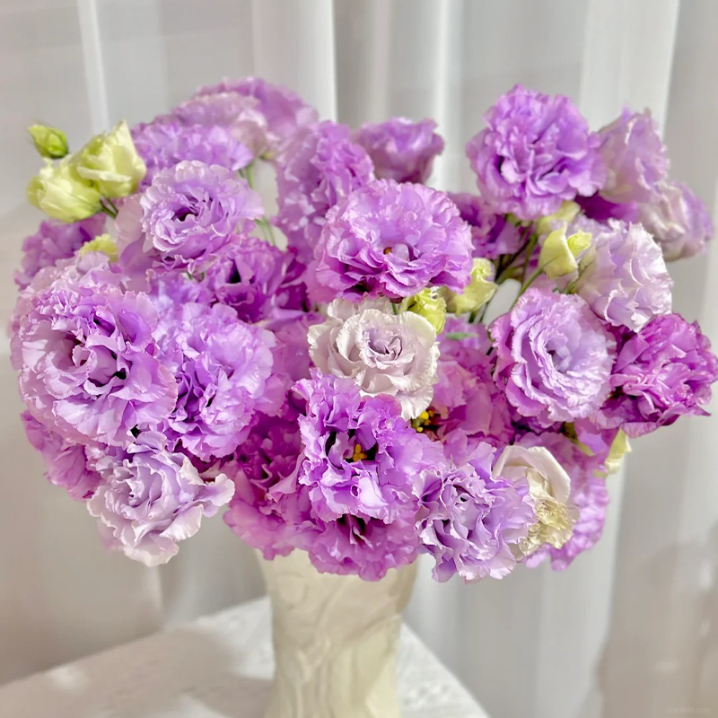 ❤️‍🔥Hot sale! 🌈Eternal Love : Lisianthus seeds🌷