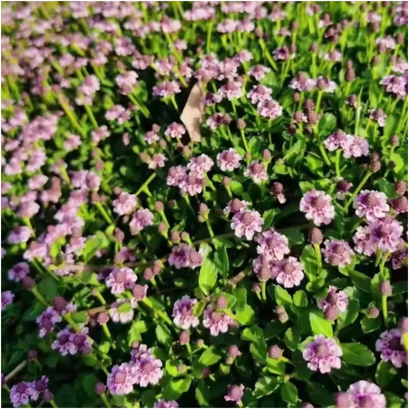 ❌✂️Kein Schnitt als Bodendecker🍀Pilea microphylla