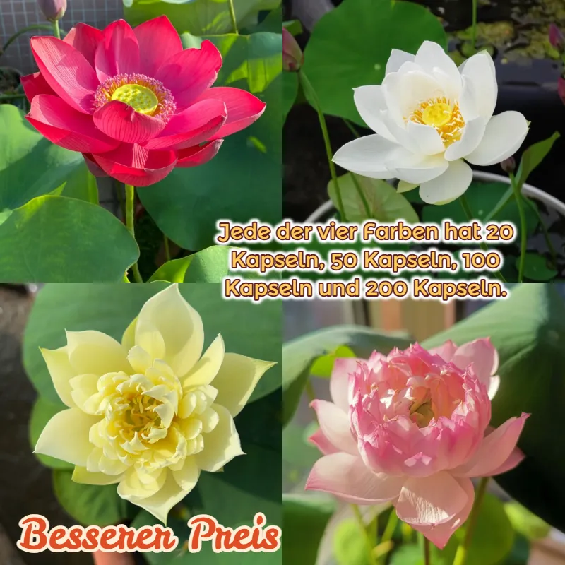 🍽️Wanlian – small and charming! ✨Easy to grow 🌸