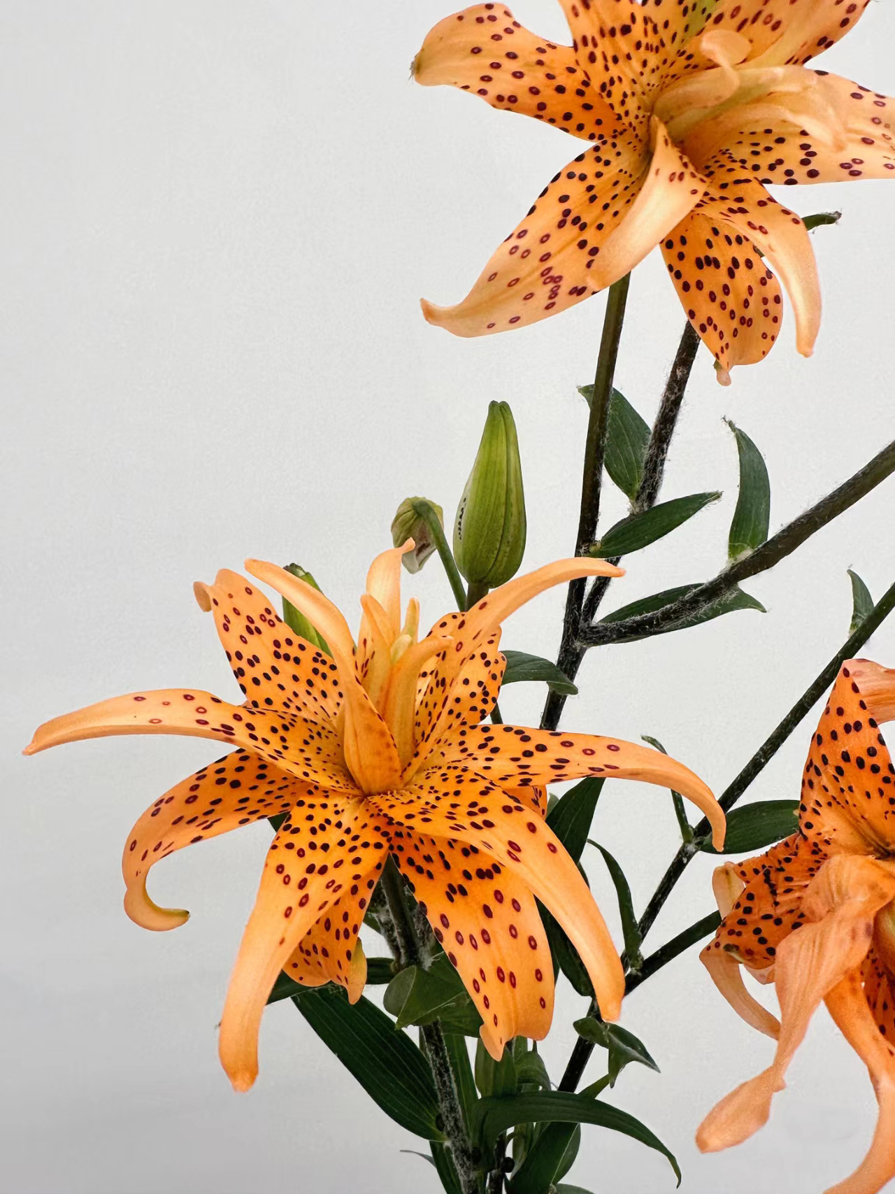 Double-Blossom Asiatic Lily - Tiger Skin Baby