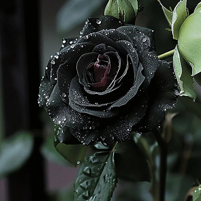 Doppelrosen sind im Angebot!