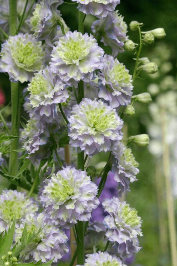 Gartenregenbogen: Mehrfarbige, doppeltblühende Schwalbenwurz