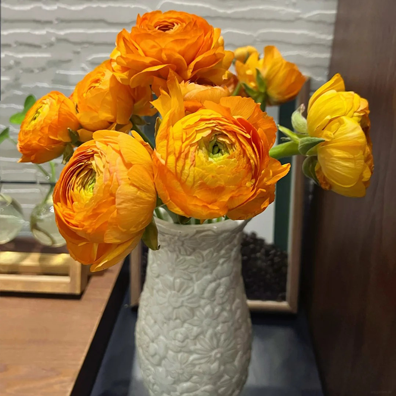 ✨🌿50% Rabatt auf Ranunkelknollen💐🦋