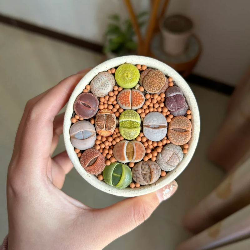 Lithops Succulent Seeds – Easy-to-Grow ‘Living Stones’ for Stress-Free Gardening 🌱