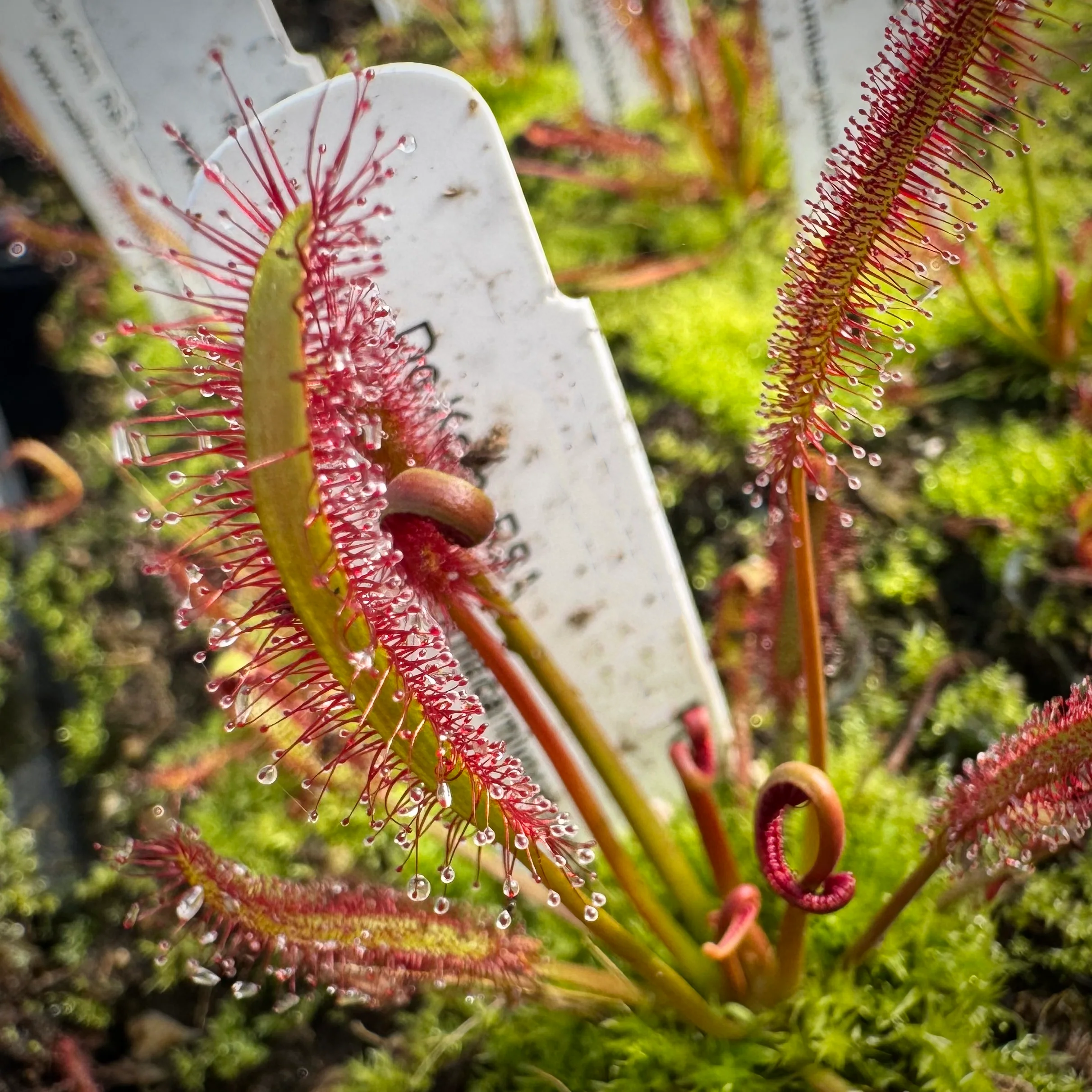 Carnivorous Plant – Nature’s Most Fascinating Predator