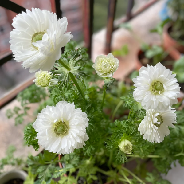 🌸 Double Anemone Seeds — Add Resilient Elegance to Your Garden!
