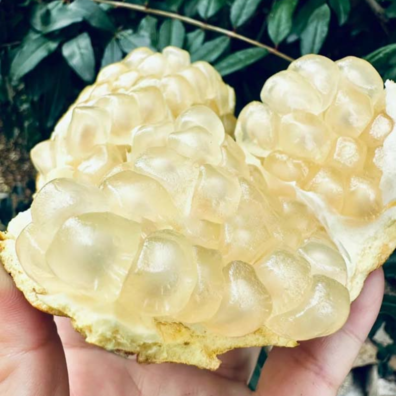 ❤️Pomegranate Seeds🌱- Nutritious, Antioxidant-rich, Heart-healthy