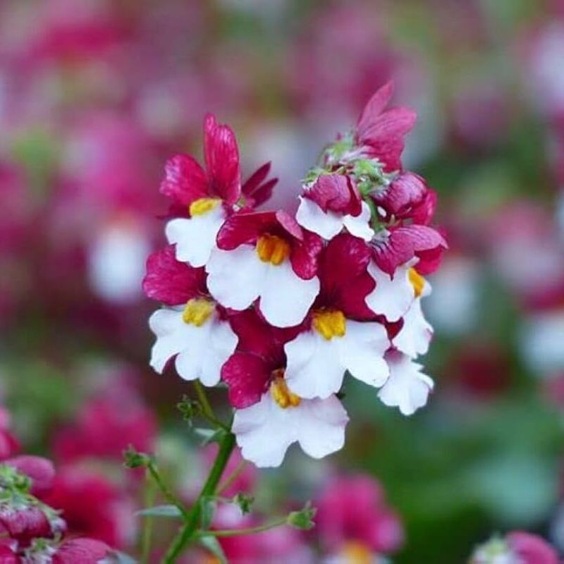 Red & White Nemesia Strumosa Flower Seeds🌸✨