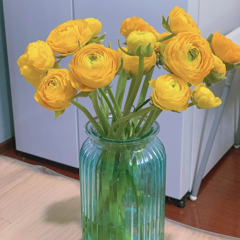 ✨🌿50% Rabatt auf Ranunkelknollen💐🦋