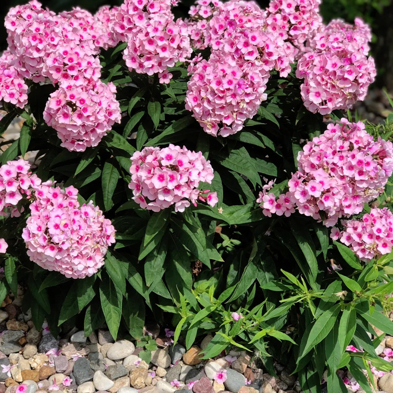 🌸Fu Lu Kao Seeds🌸