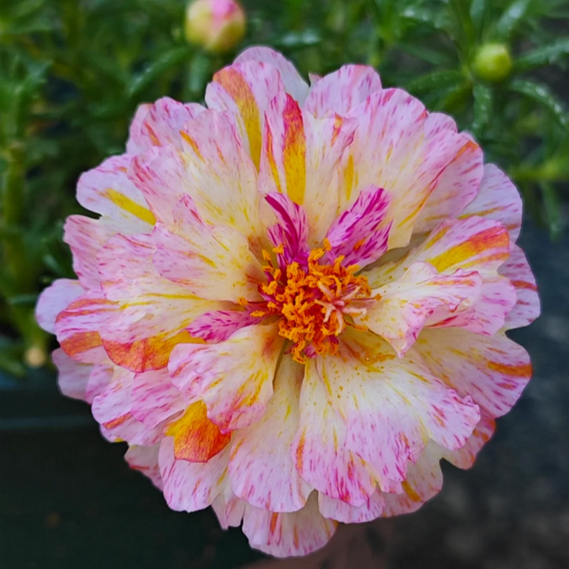 Double-petaled sunflower，plant them 🌱 and reap a garden full of flowers 🌸