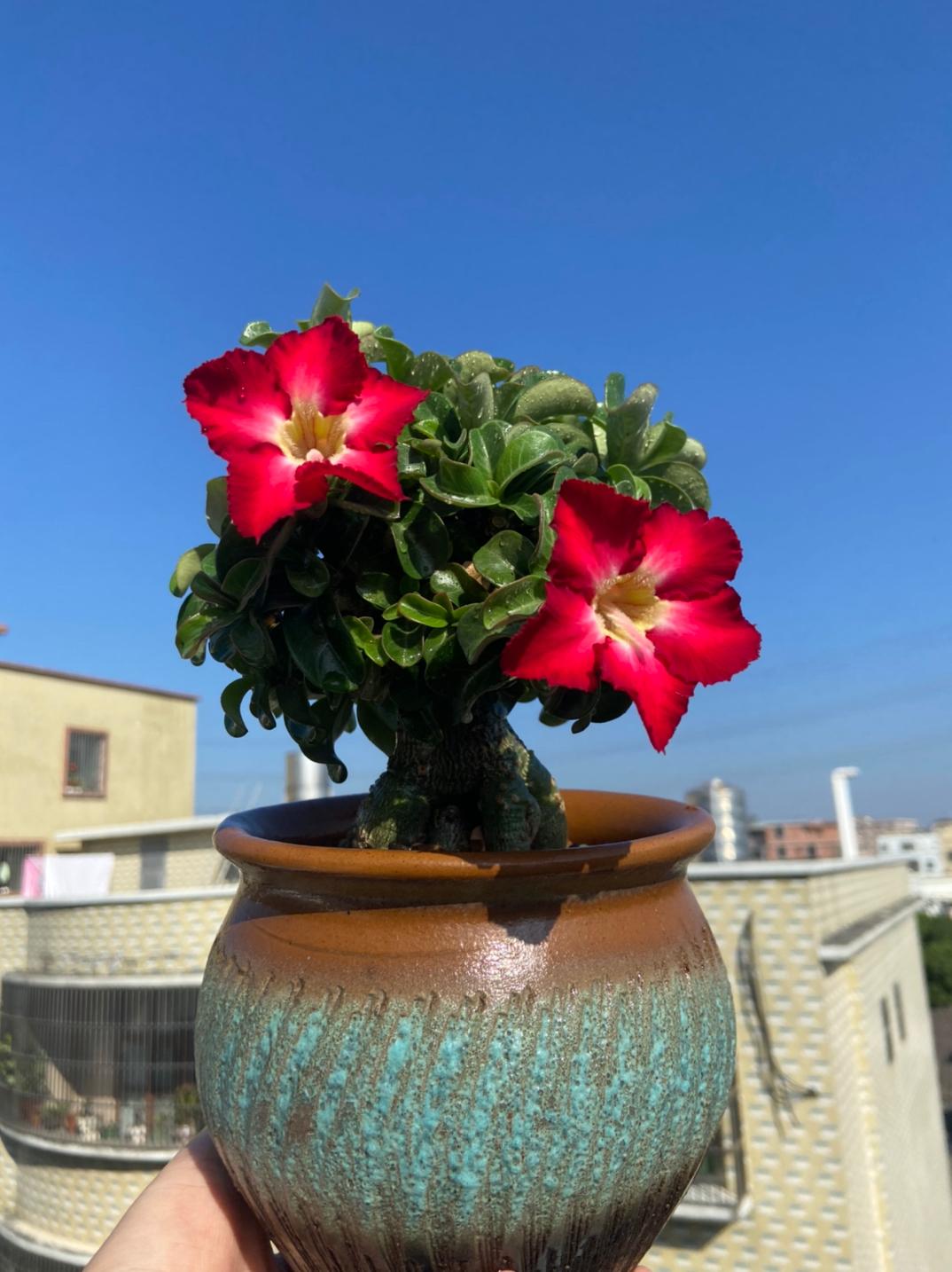 🌵🌹 Dive into Desert Beauty: Desert Rose Seeds for Your Tranquil Haven! 🏜️🌺
