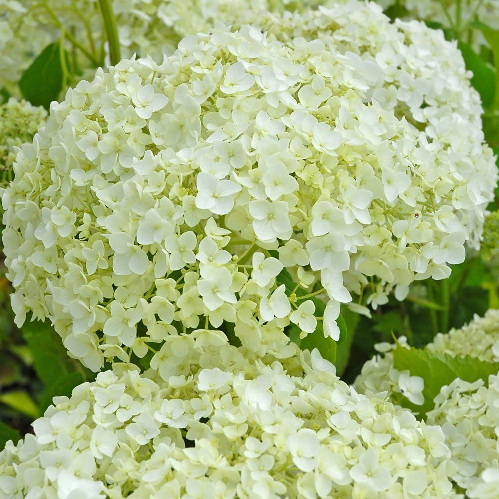 🔥Hot sale🔥  Hydrangea Seed Bonsai Flower Seeds 20/40/80 Pcs 💐