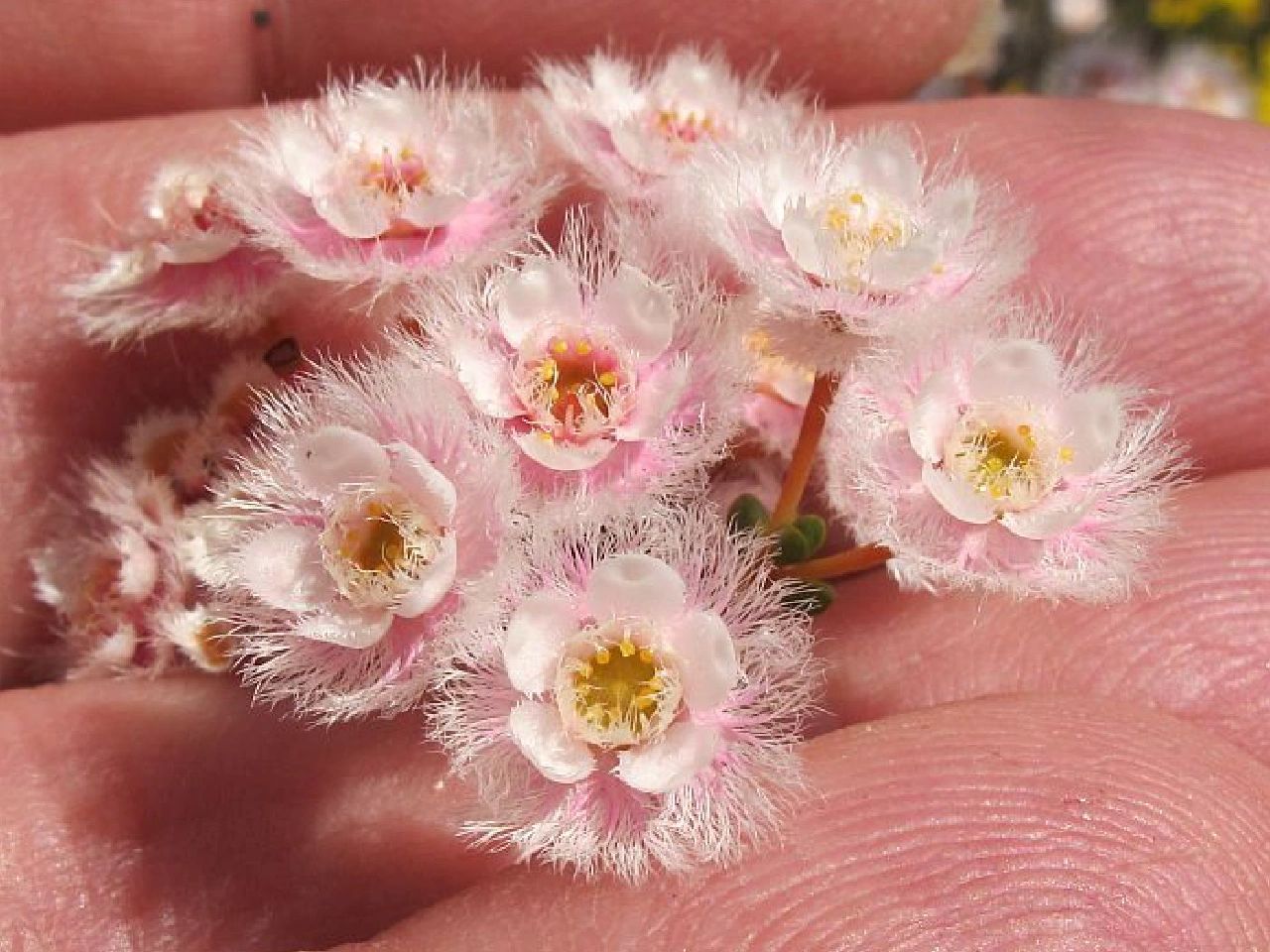 Verticordia Picta flowers-Feather Flower