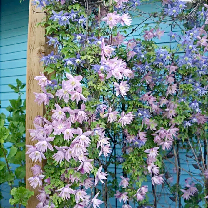 Clematis Macropetala 🌸 – A Cascading Beauty for Your Garden Trellis 🌿