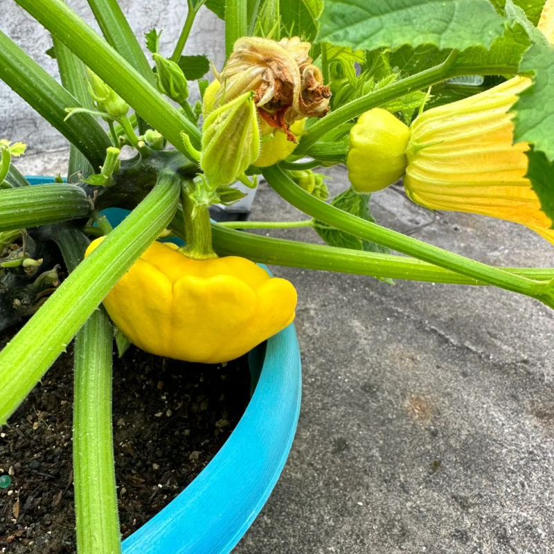 🥰Flying saucer melon🌱🌸 - Disease-Resistant, Perfect for Pots, Edible & Decorative