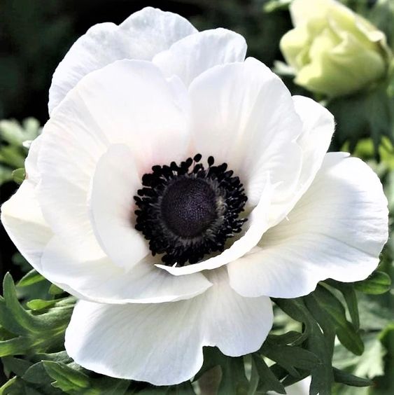 🌟 Embrace Elegance: Anemone, the Epitome of Grace for Your Garden Oasis! 🌸✨