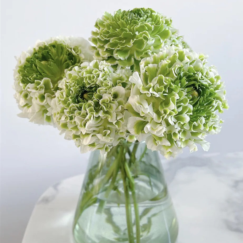 ✨🌿50% Rabatt auf Ranunkelknollen💐🦋