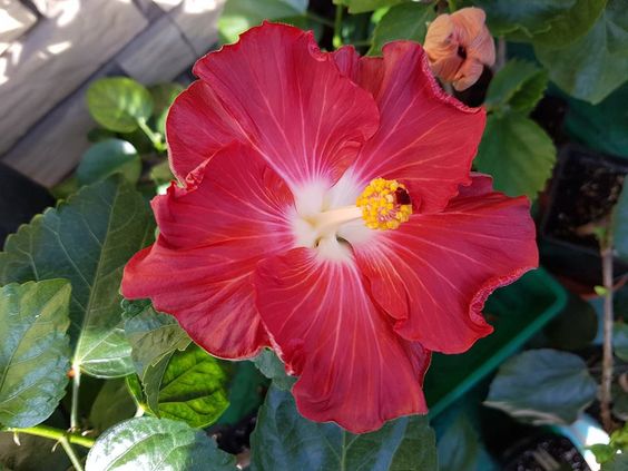 💟Dragon's Breath Hibiscus💞40%Discount