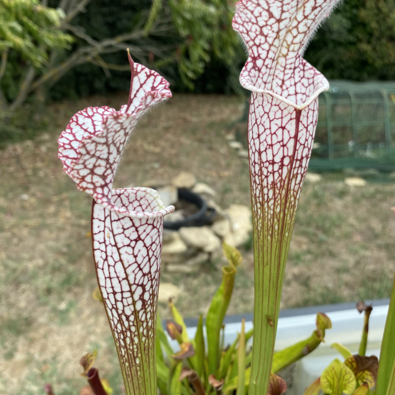 🌱 Pitcher Plant Seeds – Easy, Elegant & Bug-Free Gardening 🐞🌼