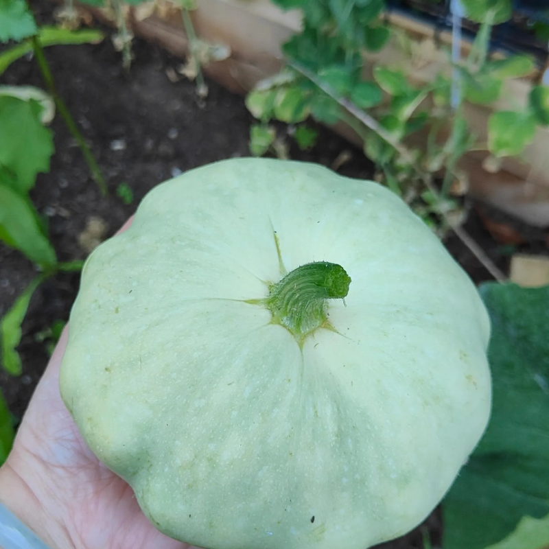 🥰Flying saucer melon🌱🌸 - Disease-Resistant, Perfect for Pots, Edible & Decorative
