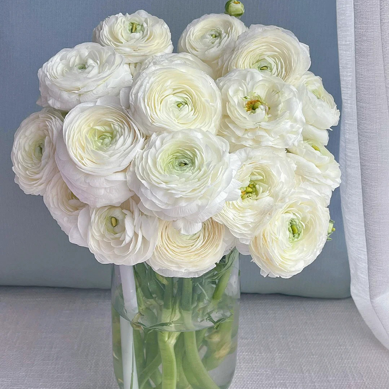 ✨🌿50% Rabatt auf Ranunkelknollen💐🦋