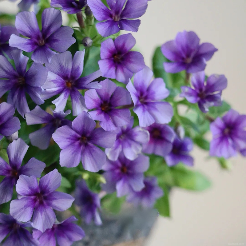 🌸Fu Lu Kao Seeds🌸