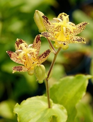 🔥The unique charm in the garden: 🌼Spotted lilies💐🌿
