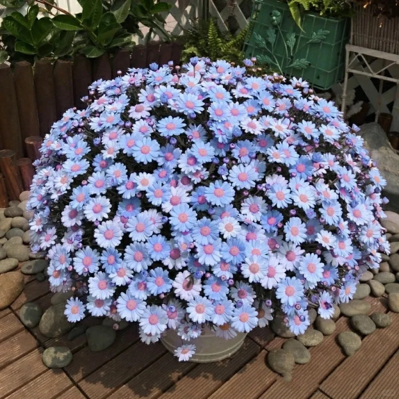 🌼Margarita flower seeds - Effortless elegance and wildlife-friendly