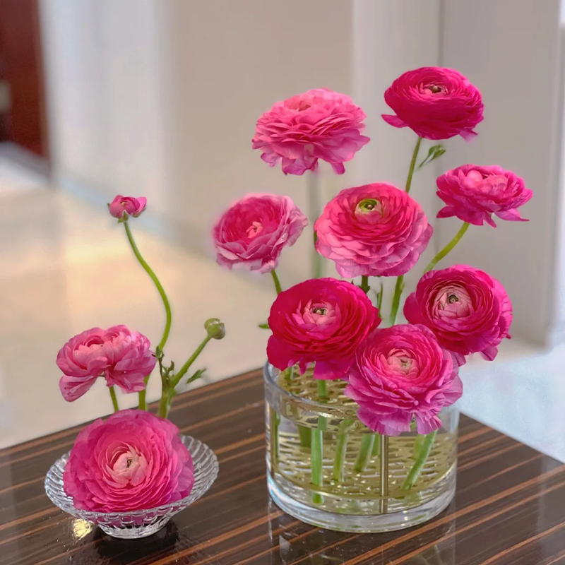 ✨🌿50% Rabatt auf Ranunkelknollen💐🦋