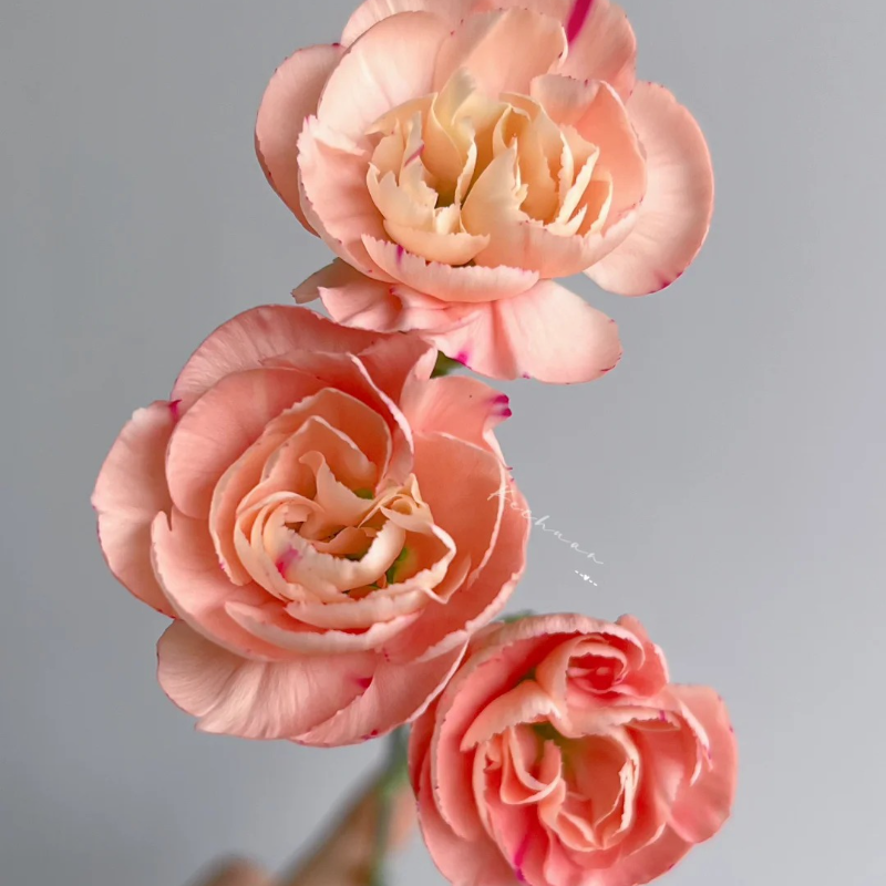 🌸 Doting Series Dianthus Seeds — A Garden Full of Love and Color