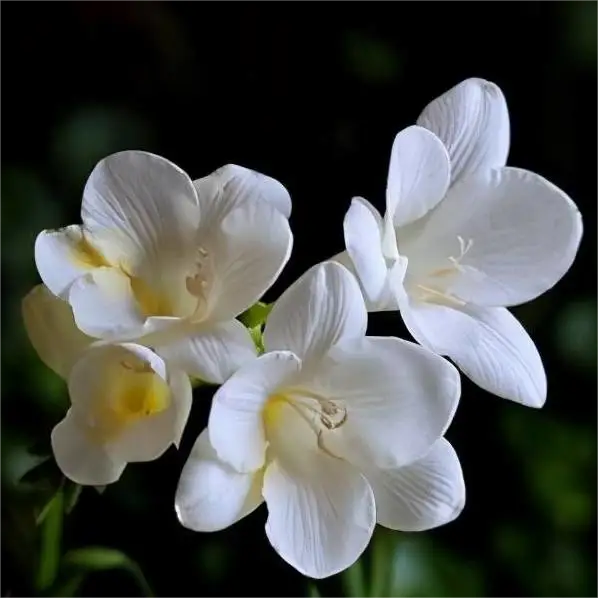 Vanilla Planifolia Bulb