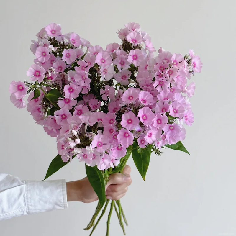 🌸Fu Lu Kao Seeds🌸