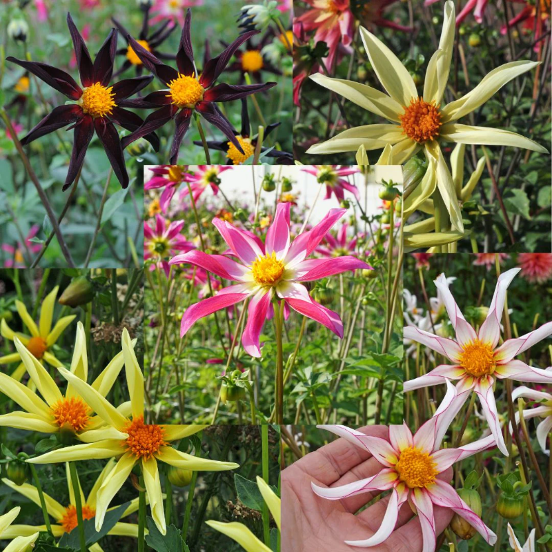 Star Dahlia Seeds: easy to grow and bring stunning flowers to your garden 🌟🌺