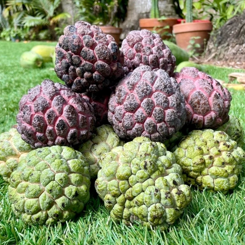 🔥Premium Soursop Seeds🌱 - Healthy Living | High Germination |Trusted for Generations | Nutrient-Rich Fruit🥰