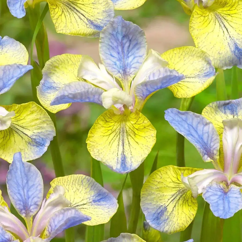 ⚜️Wild Iris Seeds – Nature’s Masterpiece for Your Garden! 🌿