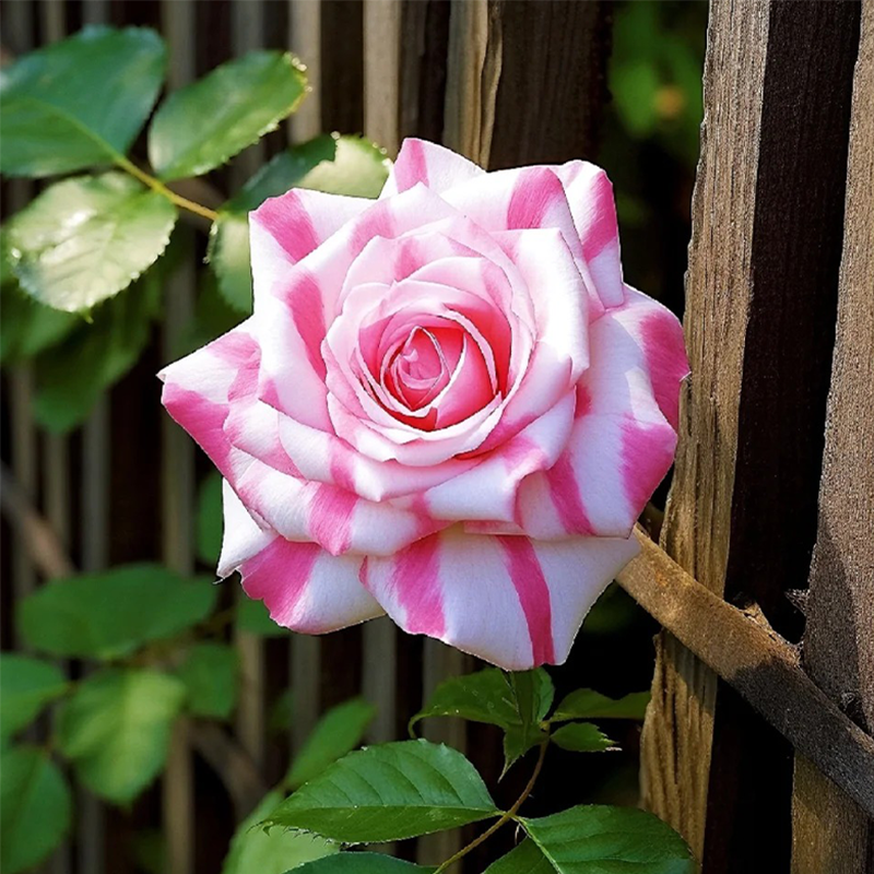 Doppelrosen sind im Angebot!