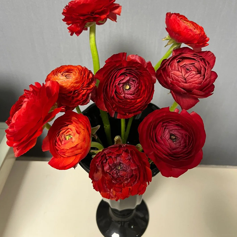 ✨🌿50% Rabatt auf Ranunkelknollen💐🦋