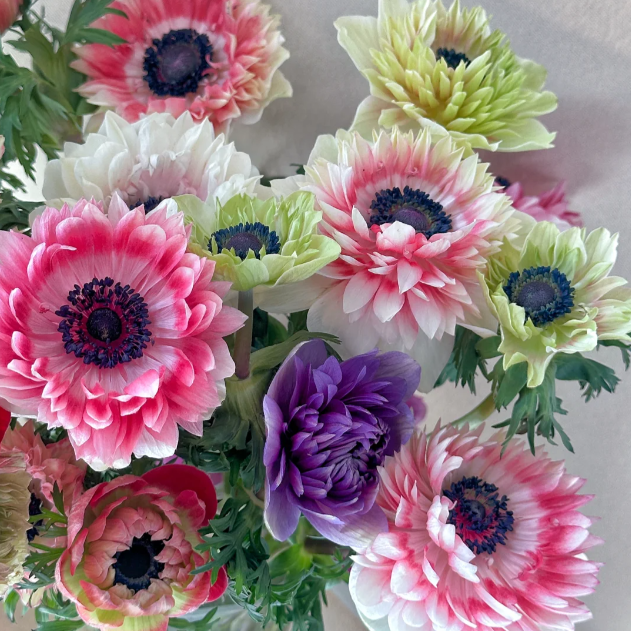 🌸 Double Anemone Seeds — Add Resilient Elegance to Your Garden!