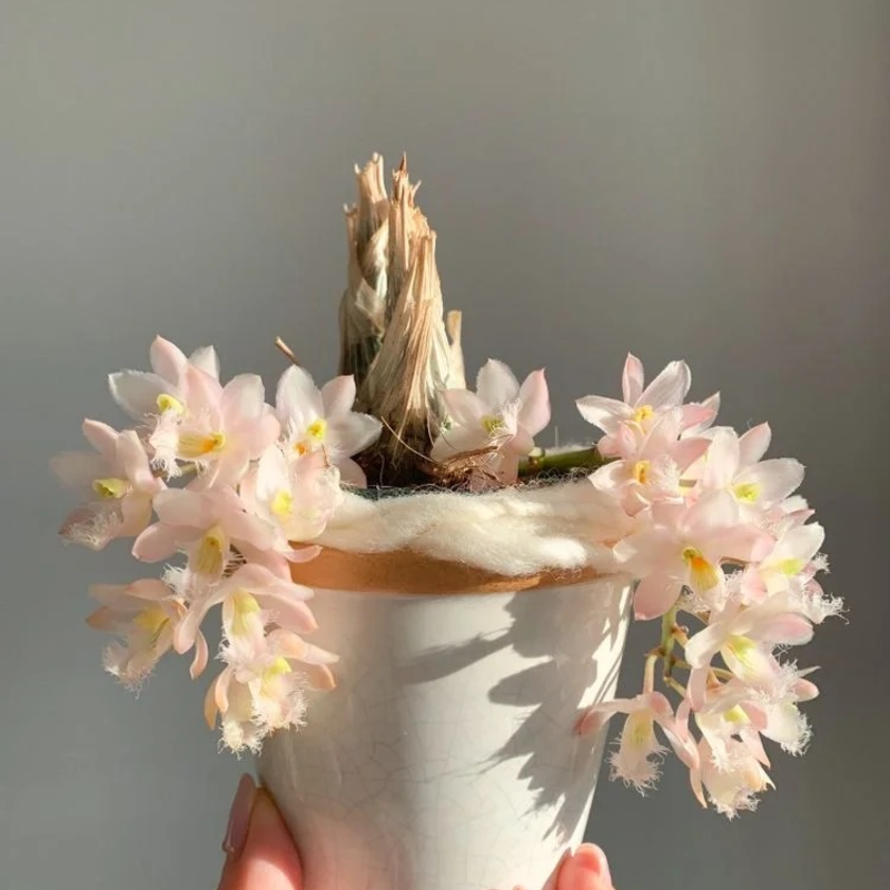 🌸 Fairy Orchid Seeds (Dendrobium Species) – Bring Grace & Tranquility into Your Home Garden 🌸