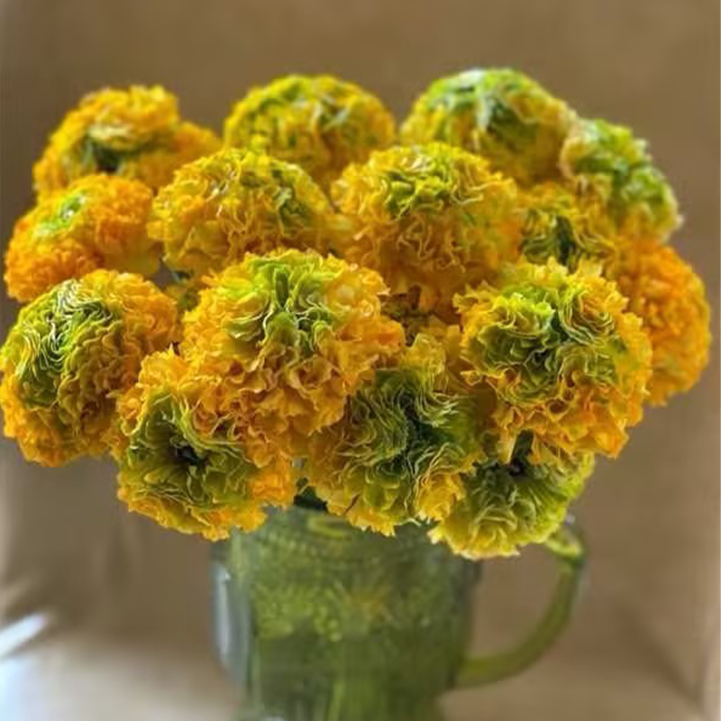 ✨🌿50% Rabatt auf Ranunkelknollen💐🦋