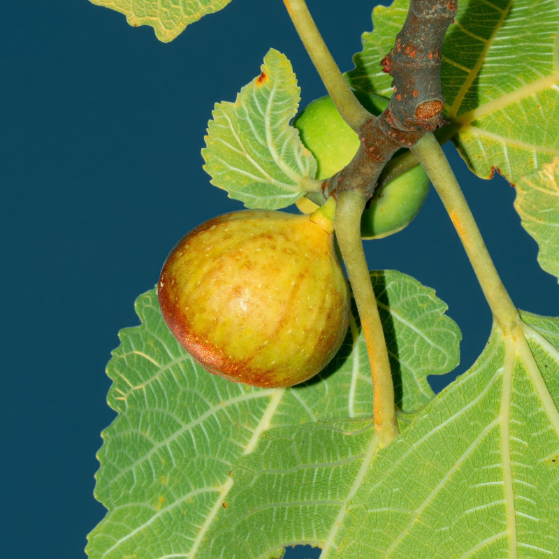 🌿Nostalgic Family-Heirloom Figs – ❤️Organic Seeds for Easy Harvest & Healthier Living!