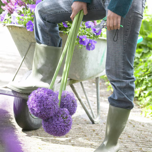 💐Garden Outdoor Giant Allium Giganteum Beautiful Flower Bulbs