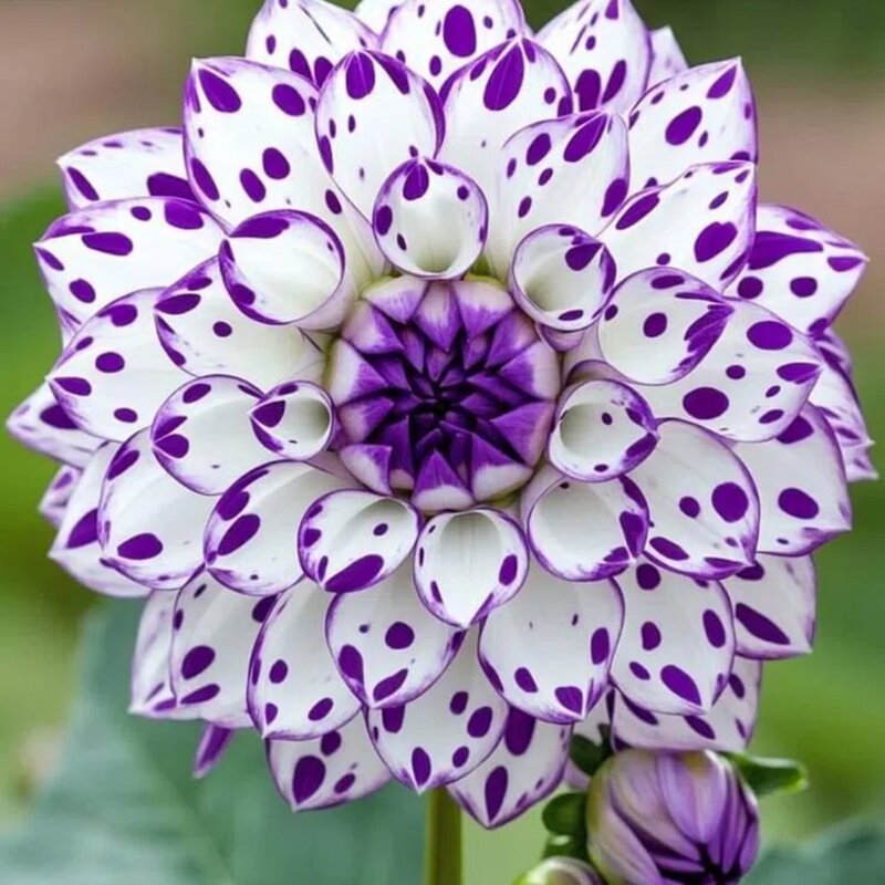 new🌸Mixed Dahlia Seeds🌸