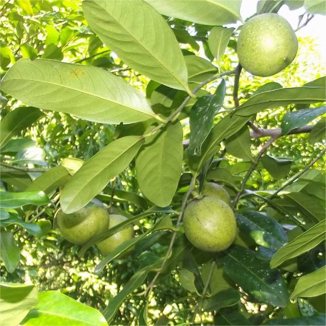 Chocolate Pudding Persimmon Seeds