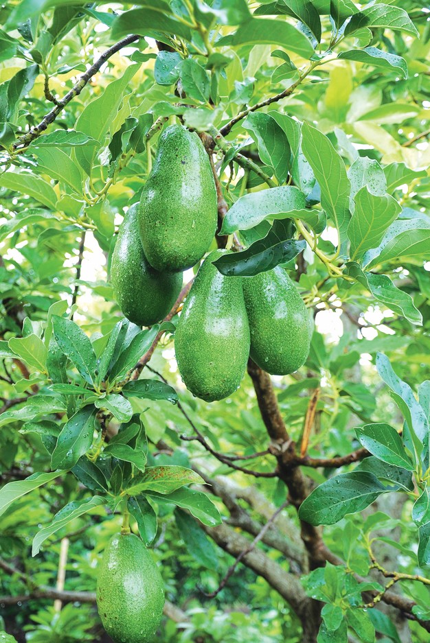 🥑🌱Twice the Deliciousness：✨Long-neck Avocado Seeds🔥